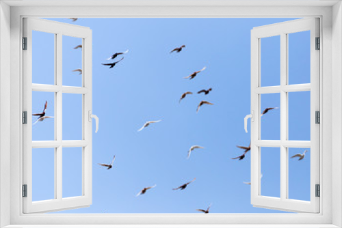 Fototapeta Naklejka Na Ścianę Okno 3D - flock of pigeons on blue sky