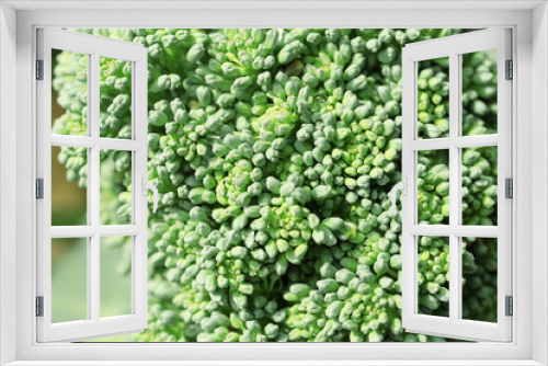 Fototapeta Naklejka Na Ścianę Okno 3D - Close up of cauliflower broccoli plant growing in a vegetable ga