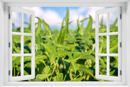 Fototapeta Naklejka Na Ścianę Okno 3D - Soybean field in a sunny day. Agricultural scene.