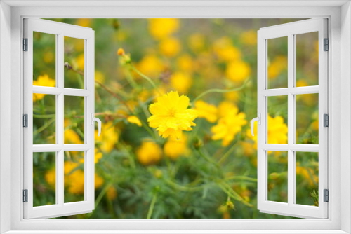 Fototapeta Naklejka Na Ścianę Okno 3D - The yellow flowers in the garden are growing abundantly