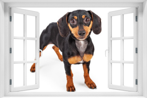 Fototapeta Naklejka Na Ścianę Okno 3D - Dachshund Puppy Dog Standing Lookng Forward
