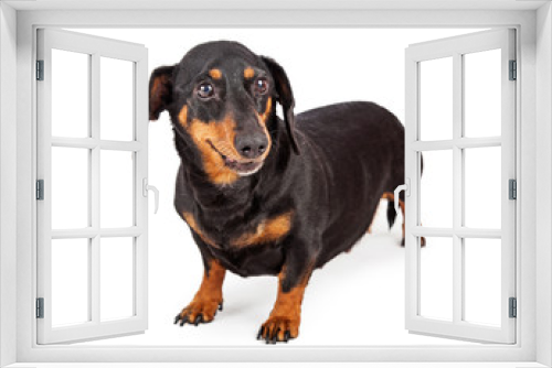 Fototapeta Naklejka Na Ścianę Okno 3D - Happy Dachshund Breed Dog