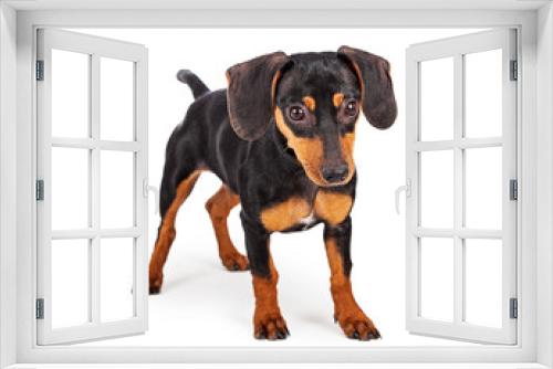 Fototapeta Naklejka Na Ścianę Okno 3D - Little Dachshud Puppy Dog
