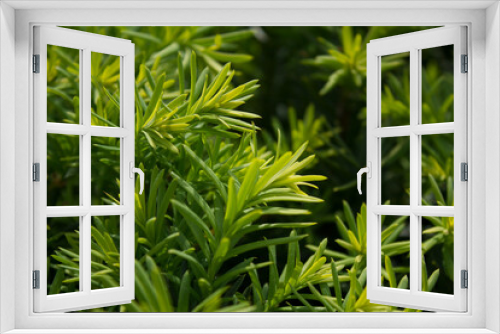 Fototapeta Naklejka Na Ścianę Okno 3D - Taxus baccata close up. Green branches of yew tree(Taxus baccata, English yew