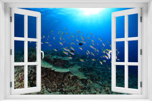 Fototapeta Naklejka Na Ścianę Okno 3D - Shoal of anthias fish