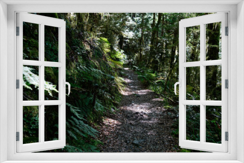 Fototapeta Naklejka Na Ścianę Okno 3D - A tramping or hiking track through native bush in New Zealand
