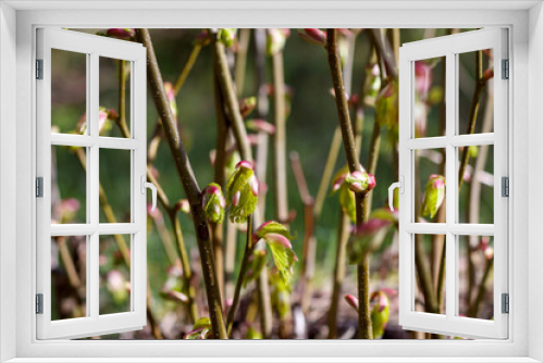 Fototapeta Naklejka Na Ścianę Okno 3D - 
close-up of young tree branches with pink buds