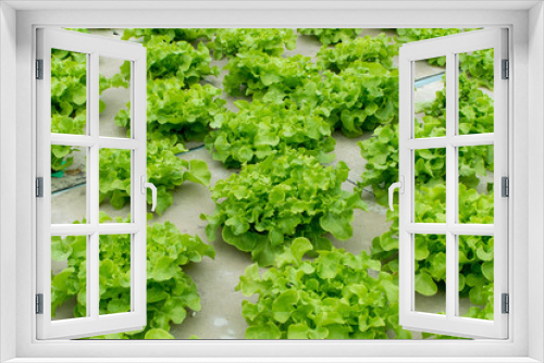 Fototapeta Naklejka Na Ścianę Okno 3D - Hydroponic vegetables growing in greenhouse