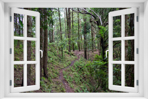 Fototapeta Naklejka Na Ścianę Okno 3D - Selective focus, rich rainforest There is moss and green plants growing all over the trees in the Asian rainforest in Thailand.