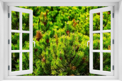 Fototapeta Naklejka Na Ścianę Okno 3D - Kosodrzewina, sosna górska, kosówka właściwa, rośnie wysoko w górach