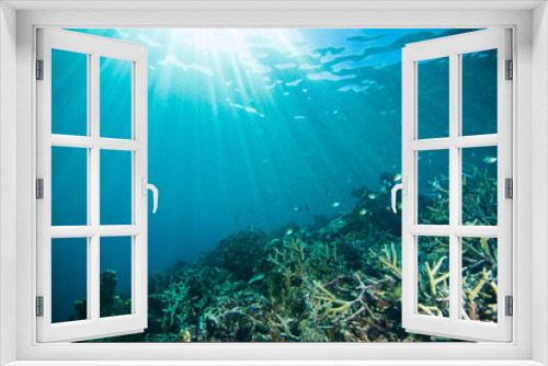 Fototapeta Naklejka Na Ścianę Okno 3D - sun shine scuba diver kapoposang sulawesi indonesia underwater