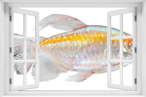 Fototapeta Naklejka Na Ścianę Okno 3D - Congo Tetra Fish