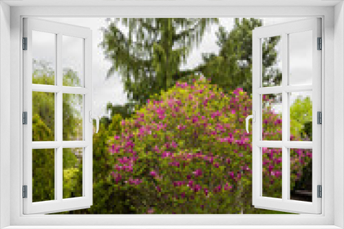 Fototapeta Naklejka Na Ścianę Okno 3D - Beautiful colorful flowers in the garden