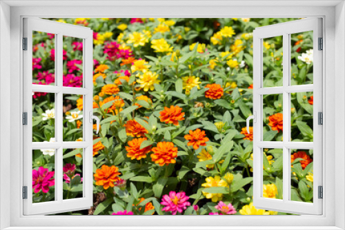 Fototapeta Naklejka Na Ścianę Okno 3D - Zinnia flower in the garden