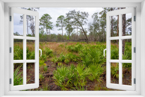 Fototapeta Naklejka Na Ścianę Okno 3D - A mesic flatwoods plant community dominated by an open canopy of longleaf pine, saw palmetto, and an understory of grasses and forbs. Photographed along the Paraners Branch Trail in O'Leno SP, FL