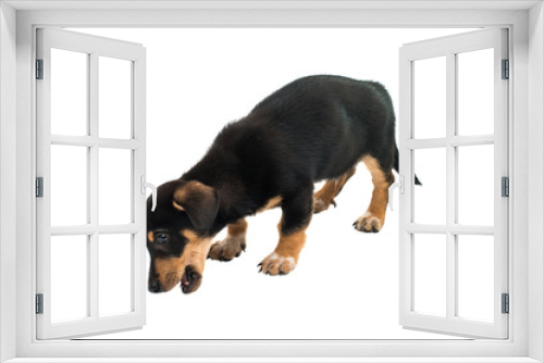 Fototapeta Naklejka Na Ścianę Okno 3D - Dachshund puppy