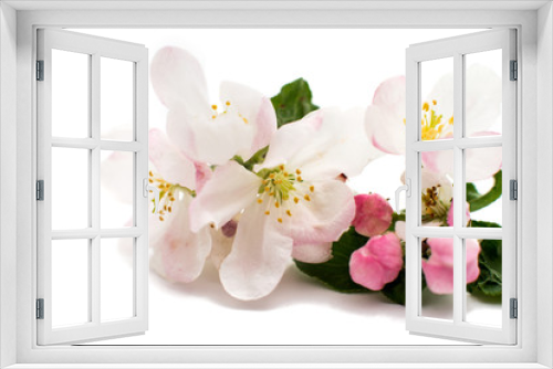 Fototapeta Naklejka Na Ścianę Okno 3D - apple blossom isolated