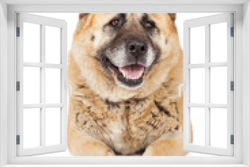 Fototapeta Naklejka Na Ścianę Okno 3D - Big Akita Breed Dog Laying