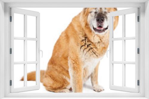 Fototapeta Naklejka Na Ścianę Okno 3D - Blind Akita Dog Sitting