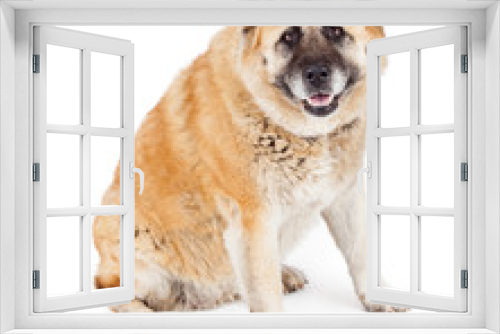 Fototapeta Naklejka Na Ścianę Okno 3D - Happy Large Akita Dog Sitting