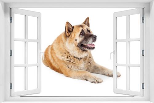 Fototapeta Naklejka Na Ścianę Okno 3D - Large Akita Dog Laying Lookng to Side