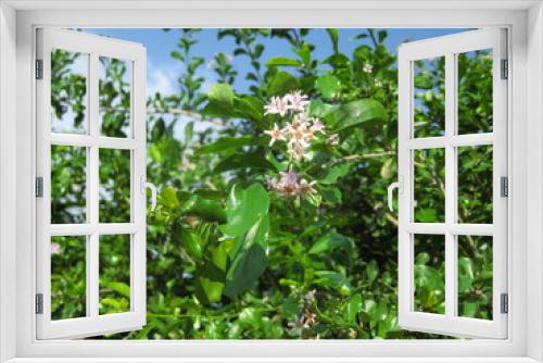Fototapeta Naklejka Na Ścianę Okno 3D - wild strawberry plant