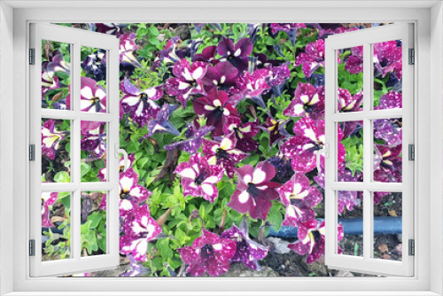 Fototapeta Naklejka Na Ścianę Okno 3D - Panorama of white and violet petunia flowers.