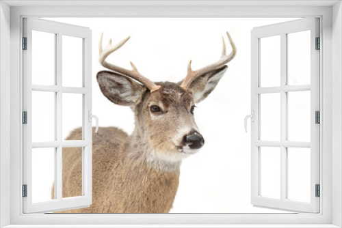 Fototapeta Naklejka Na Ścianę Okno 3D - A white-tailed deer buck in winter in Canada