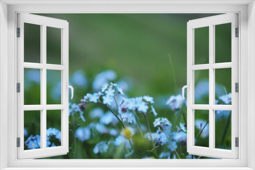 Fototapeta Naklejka Na Ścianę Okno 3D - Blue flowers of forget-me-nots
