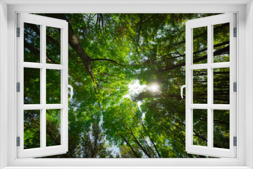 Fototapeta Naklejka Na Ścianę Okno 3D - Green Forest