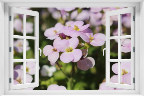 Fototapeta Naklejka Na Ścianę Okno 3D - mauve flowers