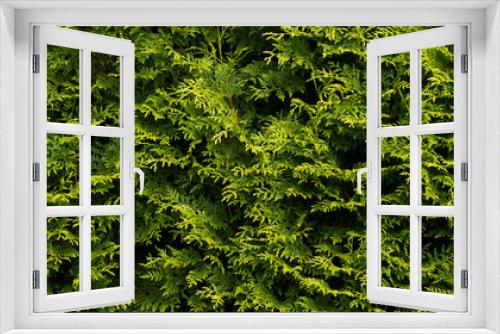 Fototapeta Naklejka Na Ścianę Okno 3D - Thuja tree wallpaper