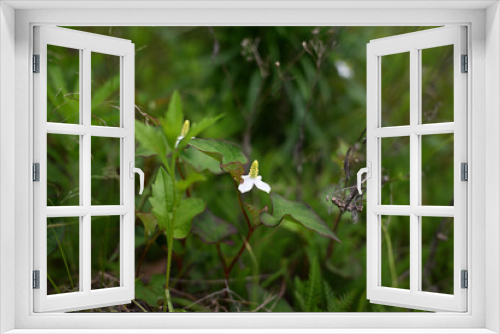Fototapeta Naklejka Na Ścianę Okno 3D - 初夏のドクダミの花