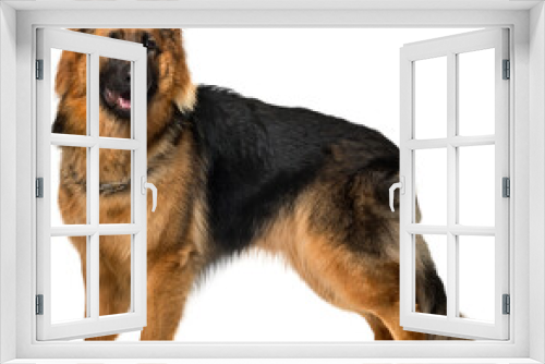 Fototapeta Naklejka Na Ścianę Okno 3D - Dog German Shepherd transparent background clipart