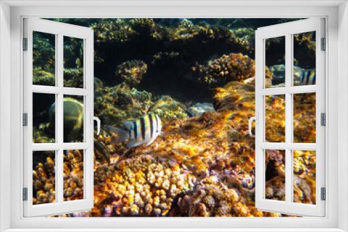 Fototapeta Naklejka Na Ścianę Okno 3D - Many different beautiful fish in the coral reef of the Red Sea. Undersea world