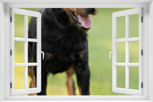 Fototapeta Naklejka Na Ścianę Okno 3D - jagdterrier dog standing outdoors in summer