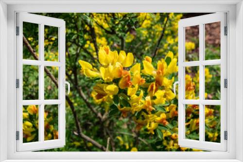 Fototapeta Naklejka Na Ścianę Okno 3D - Close-up shot of the yellow buds and flowers of the ornamental shrub of legume family Cytisus (Chamaecytisus wulfii) in the garden. Full branches of flowers