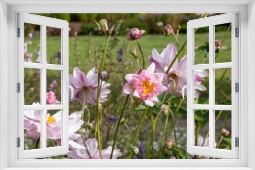 Fototapeta Naklejka Na Ścianę Okno 3D - Beautiful and attractive, clear light pink flowers with relatively unruly narrow petals and yellow centres of Anemone 'Montrose' flowering in summer and autumn
