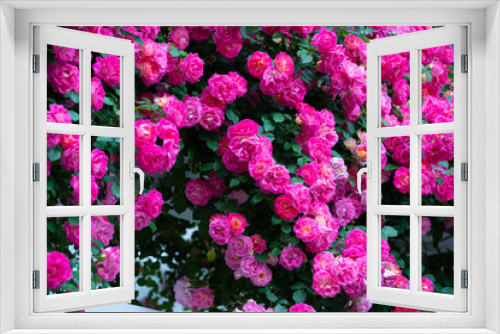 Fototapeta Naklejka Na Ścianę Okno 3D - 薔薇