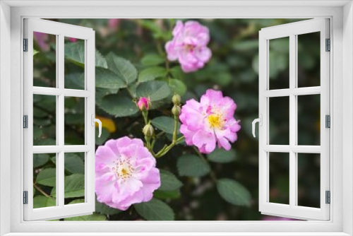 Fototapeta Naklejka Na Ścianę Okno 3D - pink roses in garden