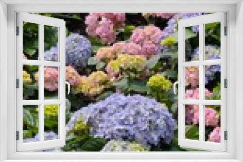 Fototapeta Naklejka Na Ścianę Okno 3D - Colorful hydrangeas in the garden