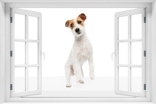 Fototapeta Naklejka Na Ścianę Okno 3D - Active, playful dog, purebred Jack Russell Terrier in motion, jumping, playing isolated on white studio background. Concept of domestic animal, pet, veterinary, care, companion