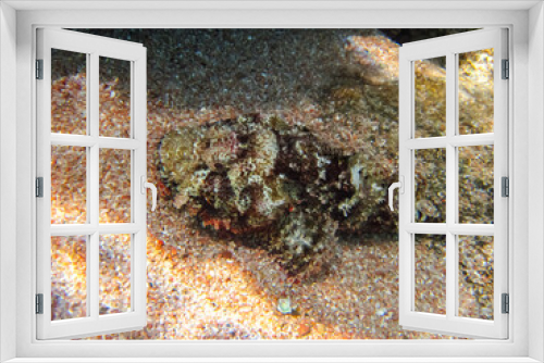 Fototapeta Naklejka Na Ścianę Okno 3D - Synanceia horrida, the estuarine stonefish, hollow-cheek stonefish, horrid stonefish, rough stonefish or true stonefish in the Red Sea coral reef. Undersea world