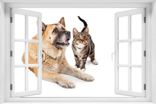 Fototapeta Naklejka Na Ścianę Okno 3D - Large Dog and Cat Looking Up Together