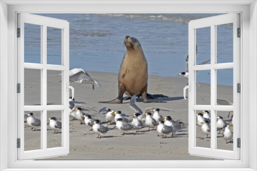 Fototapeta Naklejka Na Ścianę Okno 3D - Australian sea lion colony.