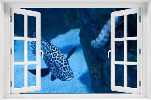Fototapeta Naklejka Na Ścianę Okno 3D - animal, oceanic, fish, saltwater, floating, water, plants, ichth