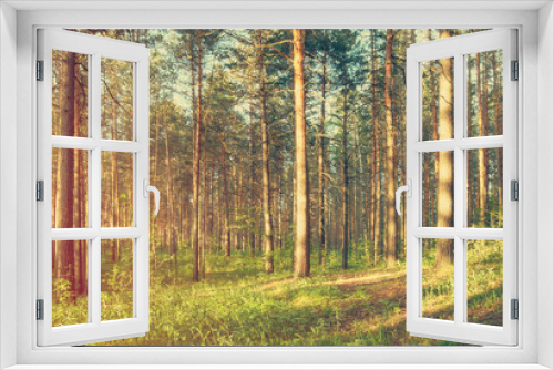 Fototapeta Naklejka Na Ścianę Okno 3D - in the woods, instagram retro style