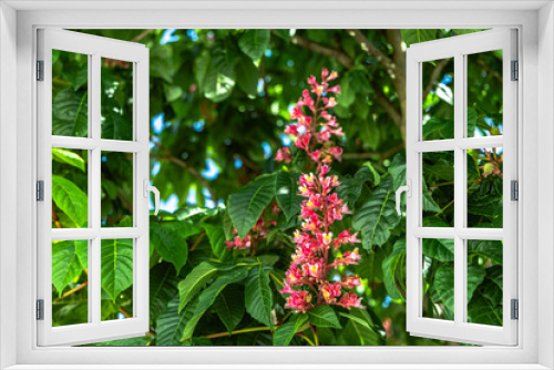 Fototapeta Naklejka Na Ścianę Okno 3D - Cornus wVibrant pink flowers blooming on the Aesculus x carnea tree in springtime. glimpse of nature's beauty in the form of pink chestnut blossoms