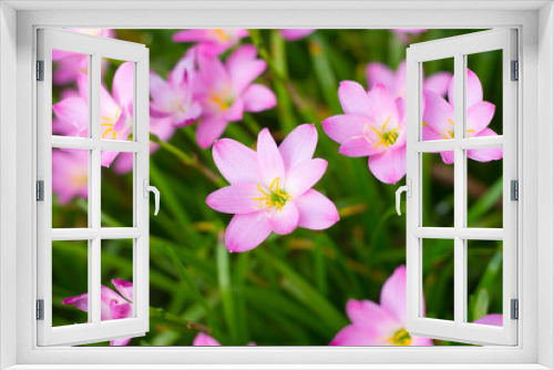 Fototapeta Naklejka Na Ścianę Okno 3D - Pink Zephyranthes Lily