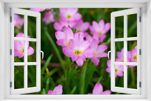 Fototapeta Naklejka Na Ścianę Okno 3D - Pink Zephyranthes Lily,Zephyranthes Lily